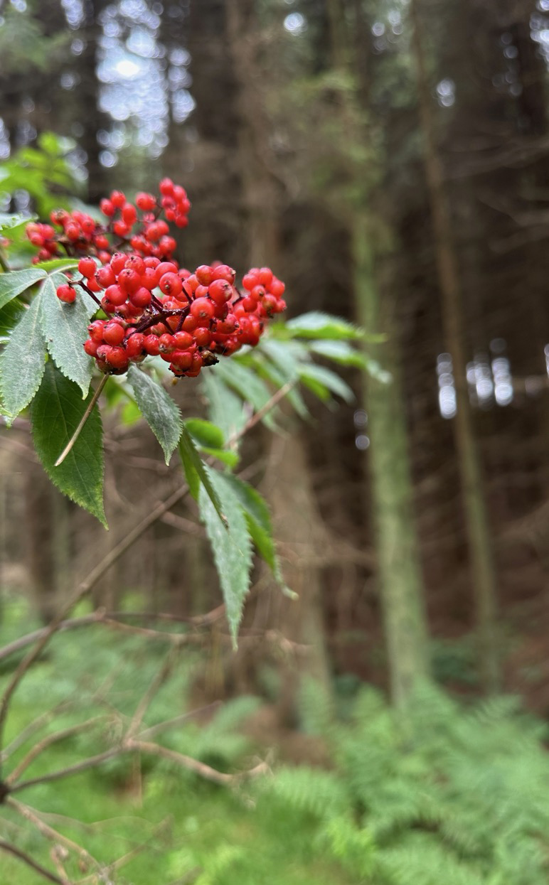 Red rowan berries on a branch in woodland in late July