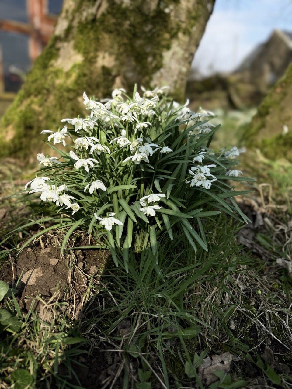 Snowdrops clustered at the base of a tree in early spring